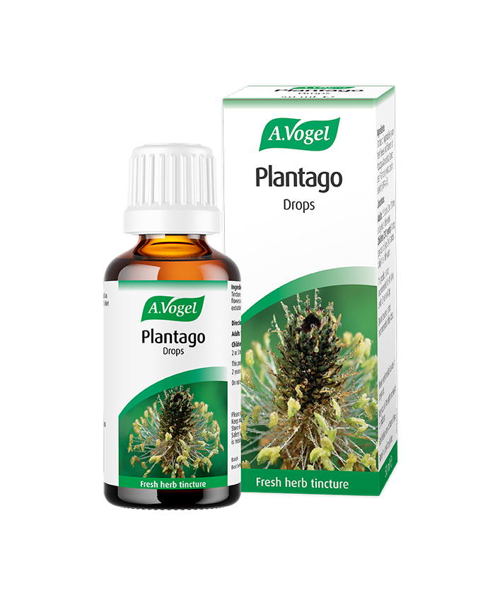 A.vogel Plantago lanceolata