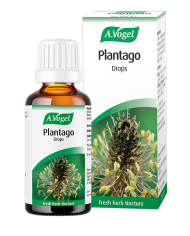 A.vogel Plantago lanceolata