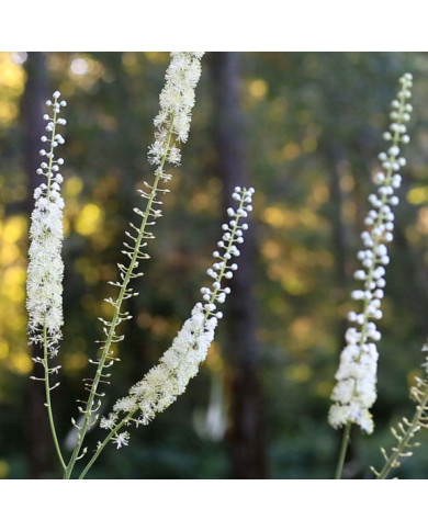Herb Pharm Black Cohosh