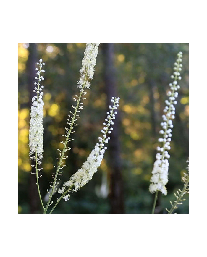 Herb Pharm Black Cohosh