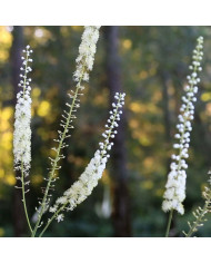 Herb Pharm Black Cohosh