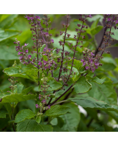 Herb Pharm Holy Basil