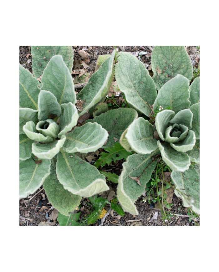 Herb Pharm Mullein Blend