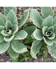 Herb Pharm Mullein Blend