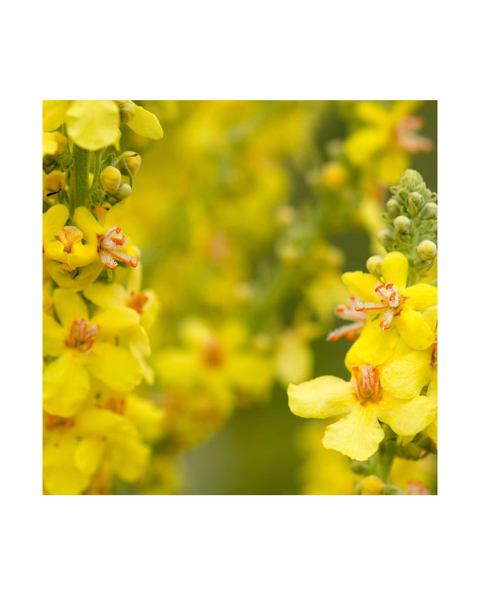 Herb Pharm Mullein Blend