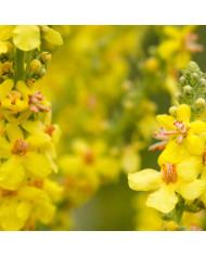 Herb Pharm Mullein Blend